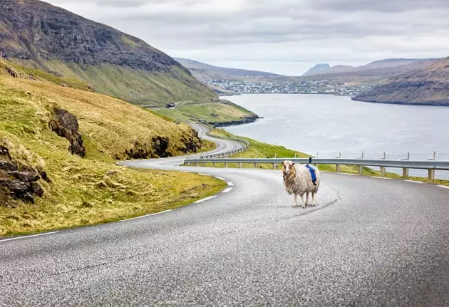 Sheep View 360 or how to map the Faroe Islands by placing cameras on sheep