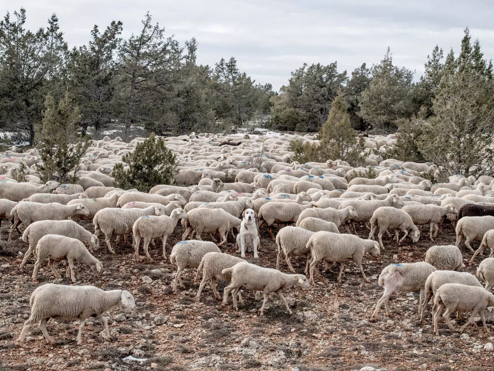 El rei del ramat al seu pas per les deveses de Terol