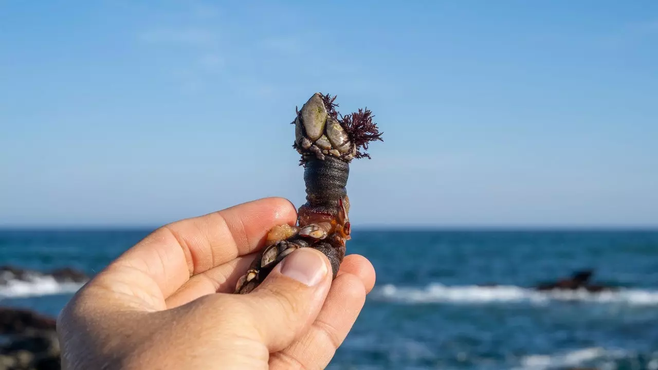 Barnacle: historie og kuriositeter til den styggeste og deiligste sjømaten i Galicia