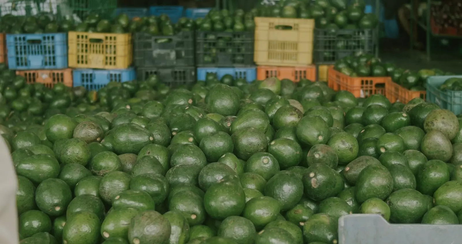 Avocado Rise il documentario che ti apre gli occhi sull'industria dell'avocado nel mondo..