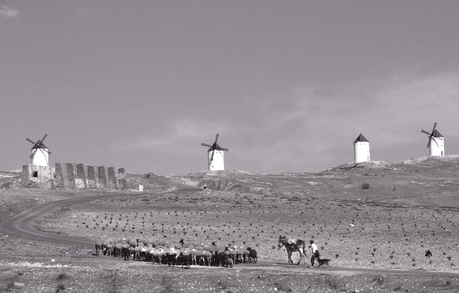 Þegar ferðamenn komu með múla til Spánar