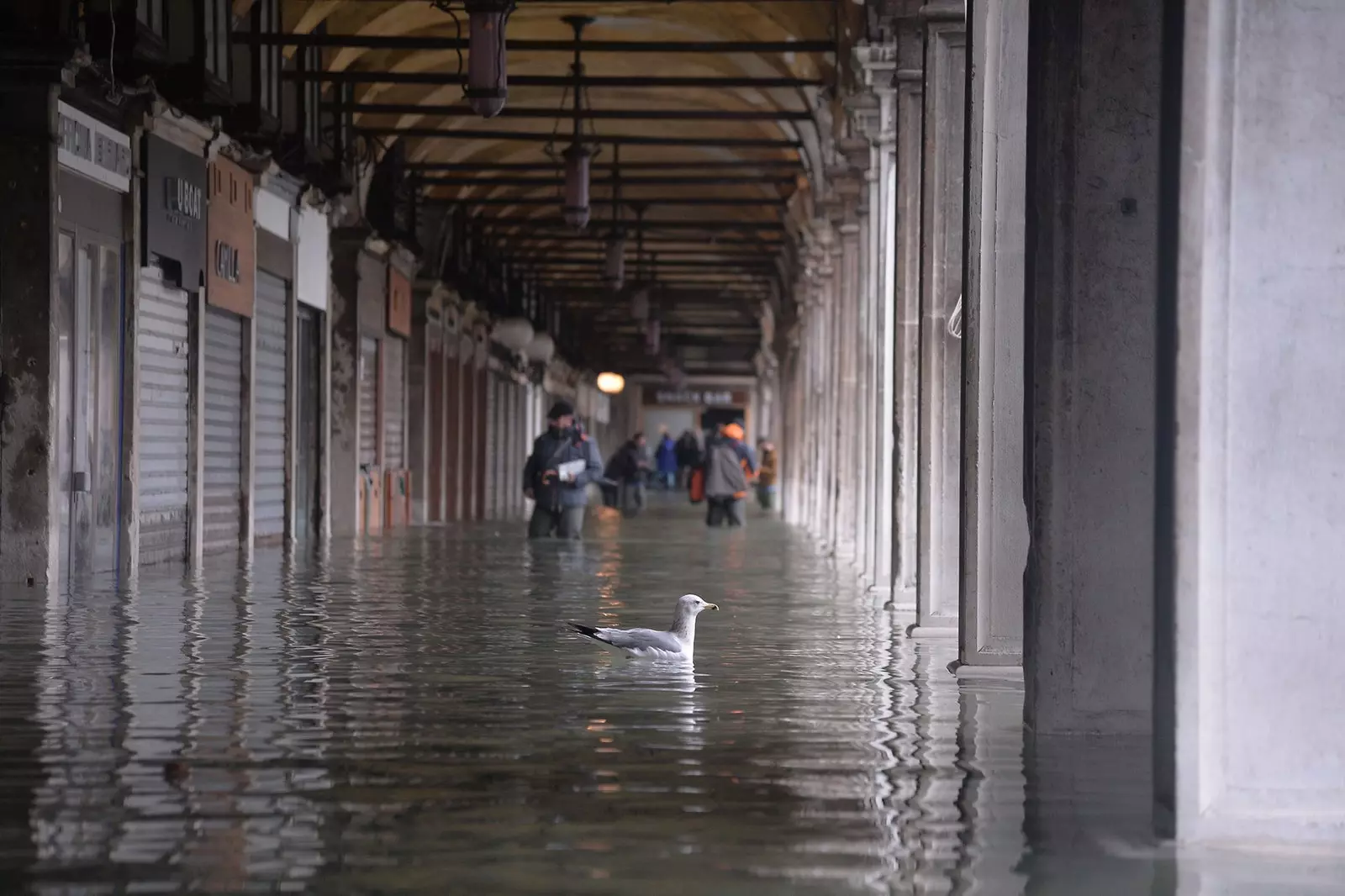 Фотографија на денот 17 ноември 2019 година во Венеција