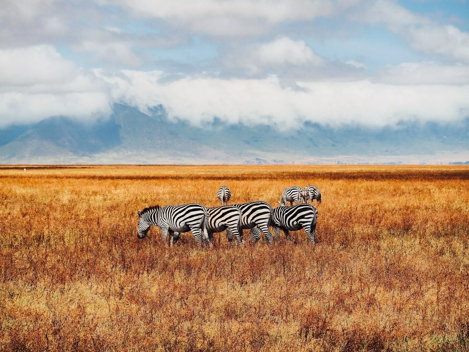 Zebror i Ngorongoro