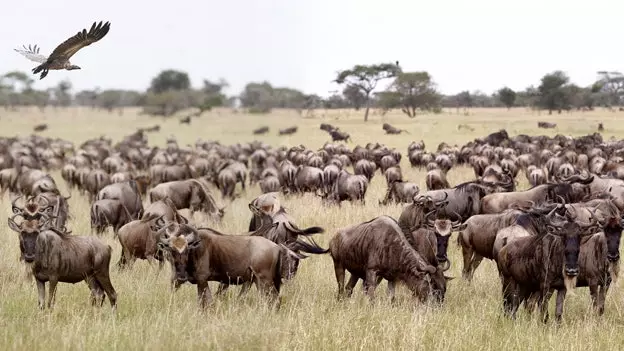 Kenya: dette er hvordan et økosystem i bevegelse observeres