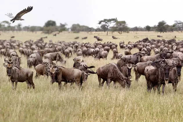 Kenia, kështu vërehet një ekosistem në lëvizje