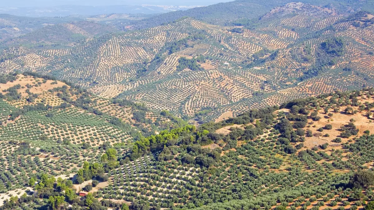 Zaytun moyi turizmi, zaytun bog'lari orasidagi sayohat