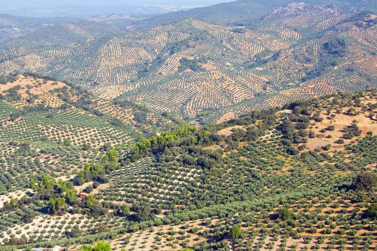 Jaen djepi i ullinjve dhe turizmit vajor