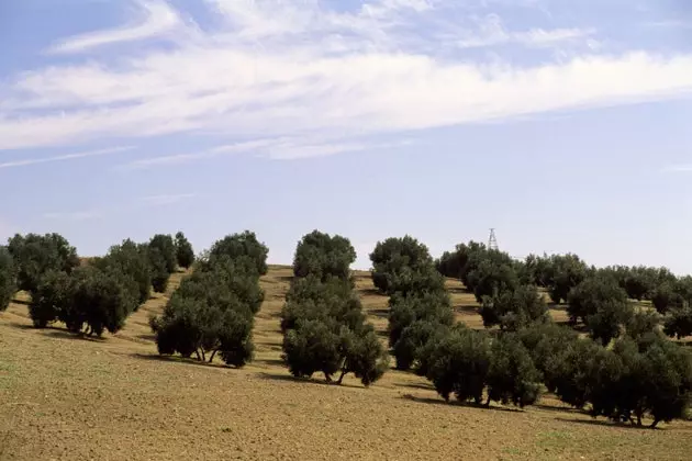 Χωράφι με ελαιόδεντρα στη Σιέρα Μορένα