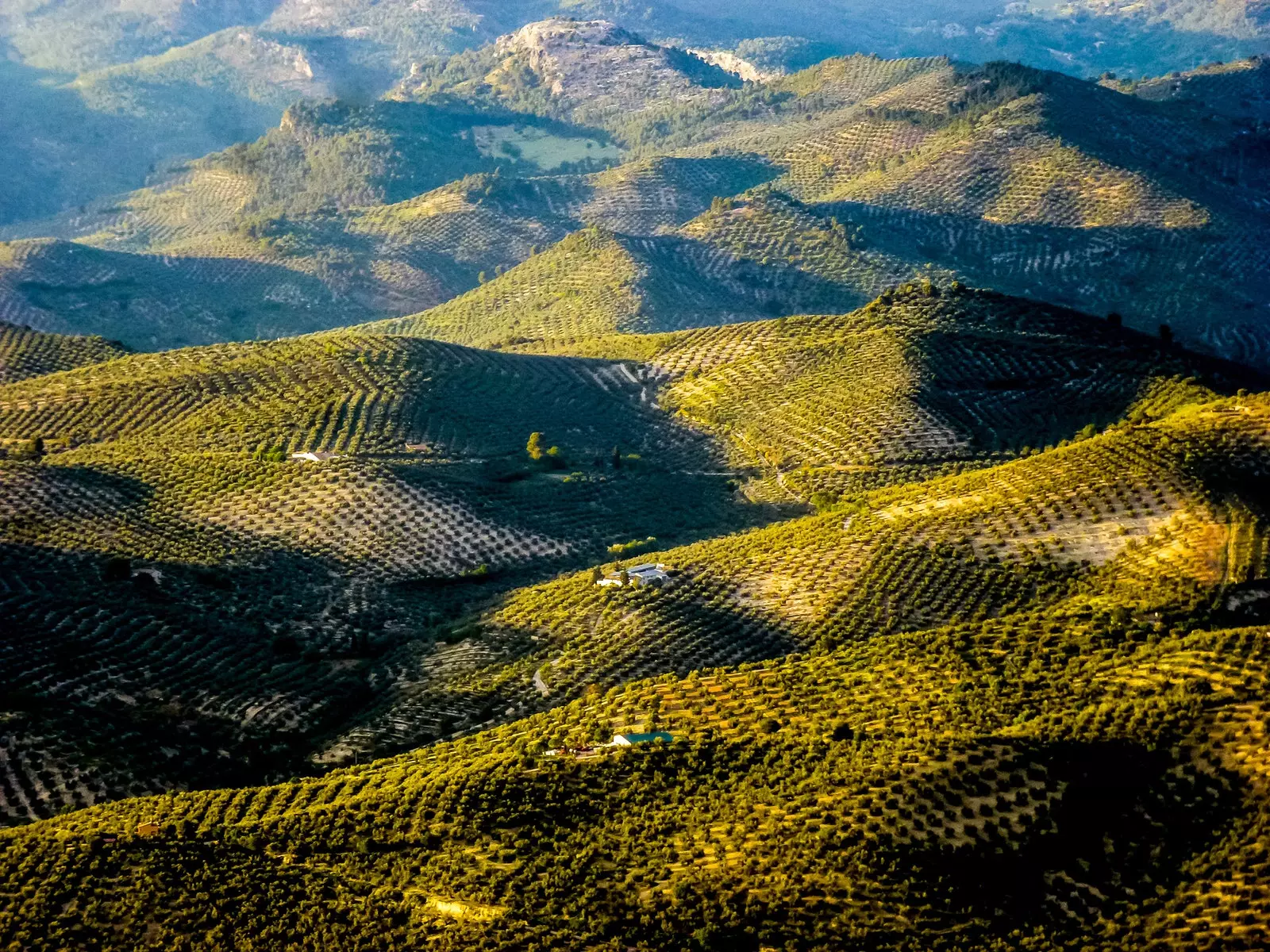 Olivlundar i Andalusien