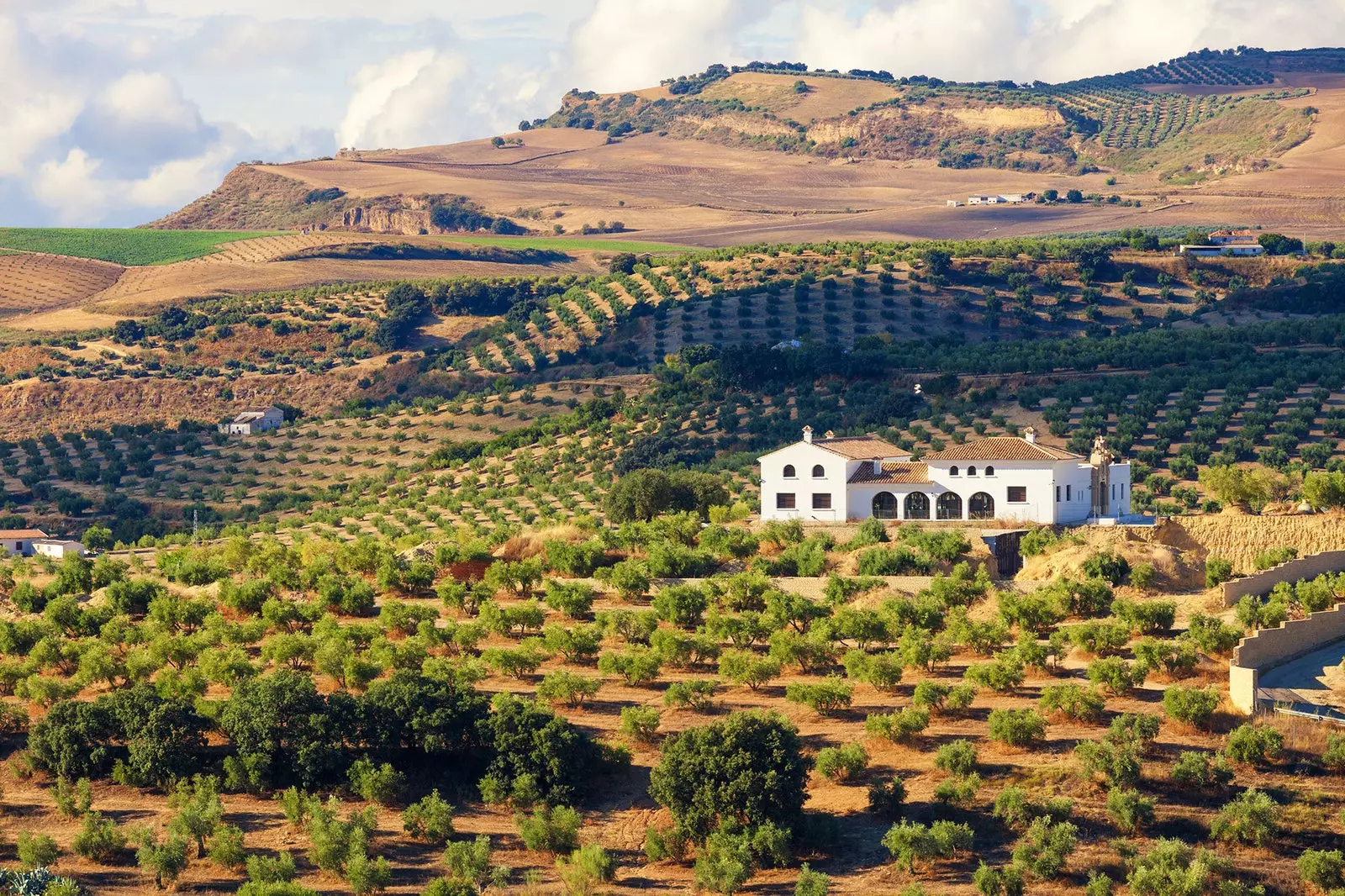 Nima uchun Andalusiya zaytun bog'ining landshaftlari Jahon merosi ob'ekti bo'lishi kerak