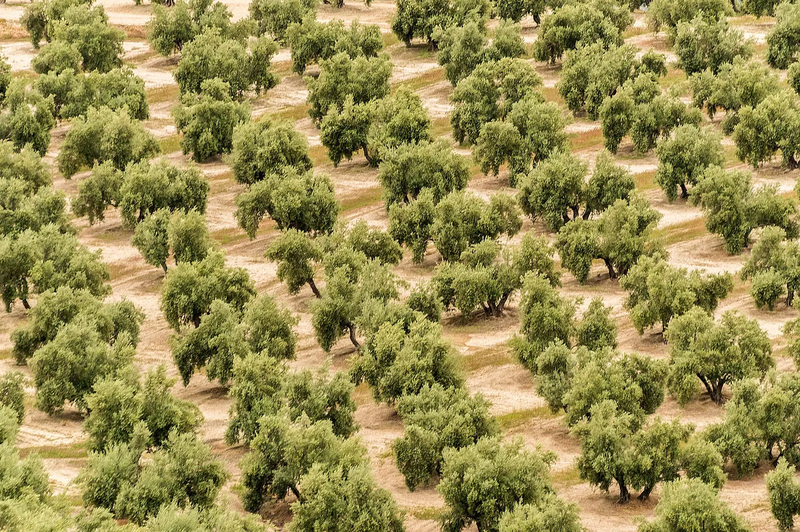 Qasam tas-siġar taż-żebbuġ fl-Andalusija