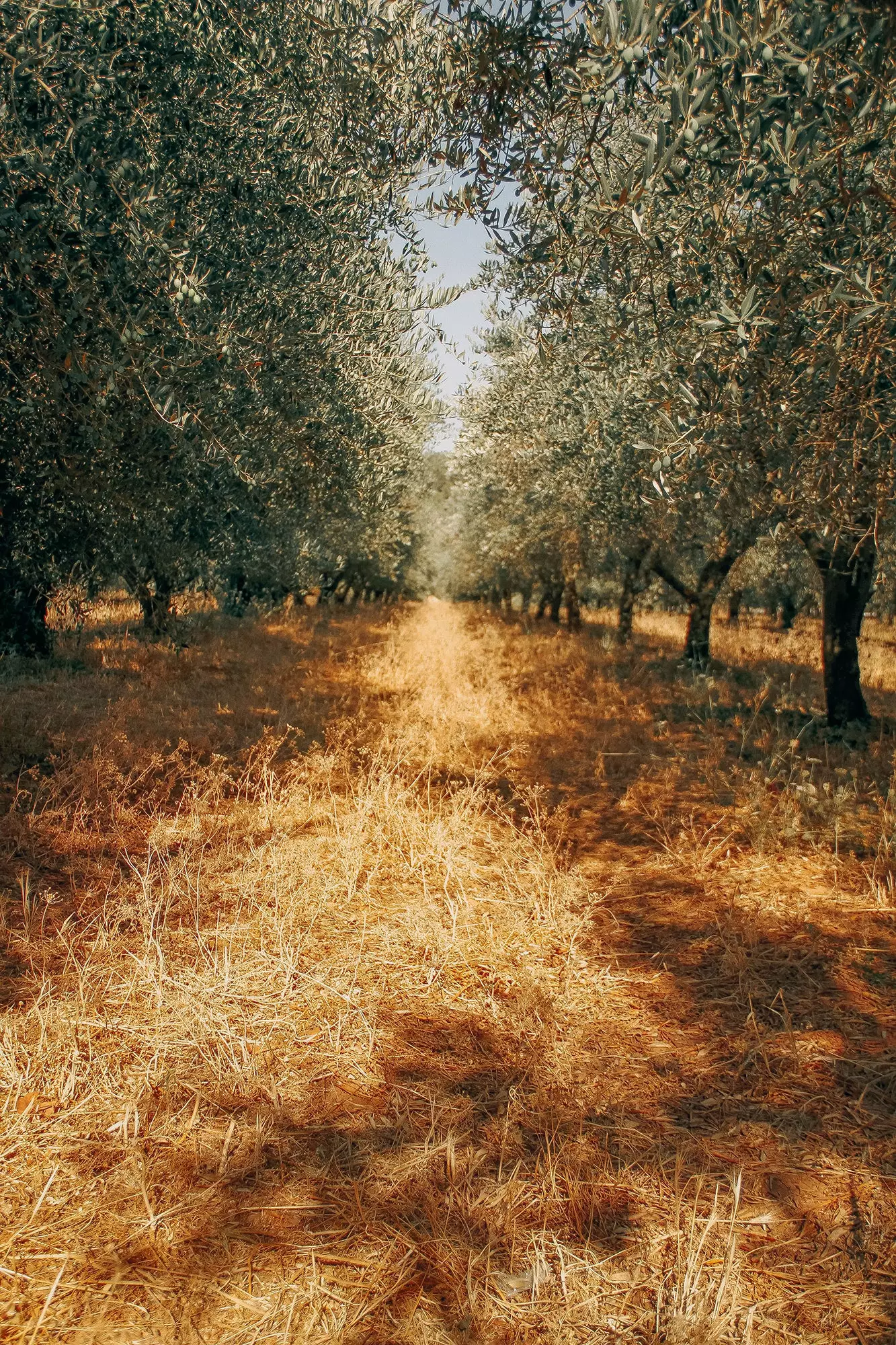 Strooss tëscht Olivebeem