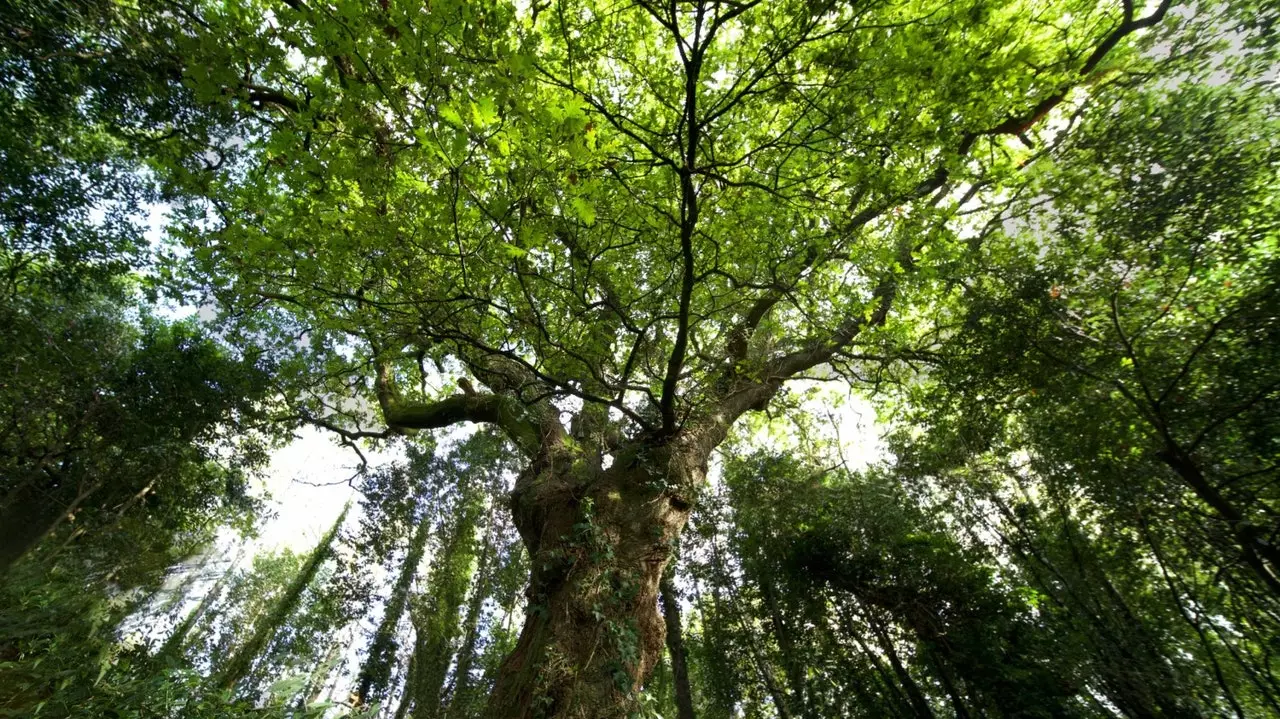 „Nejlepší strom Španělska“ roku je galicijský strom