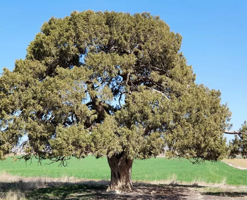 سابینای بلانکاس.