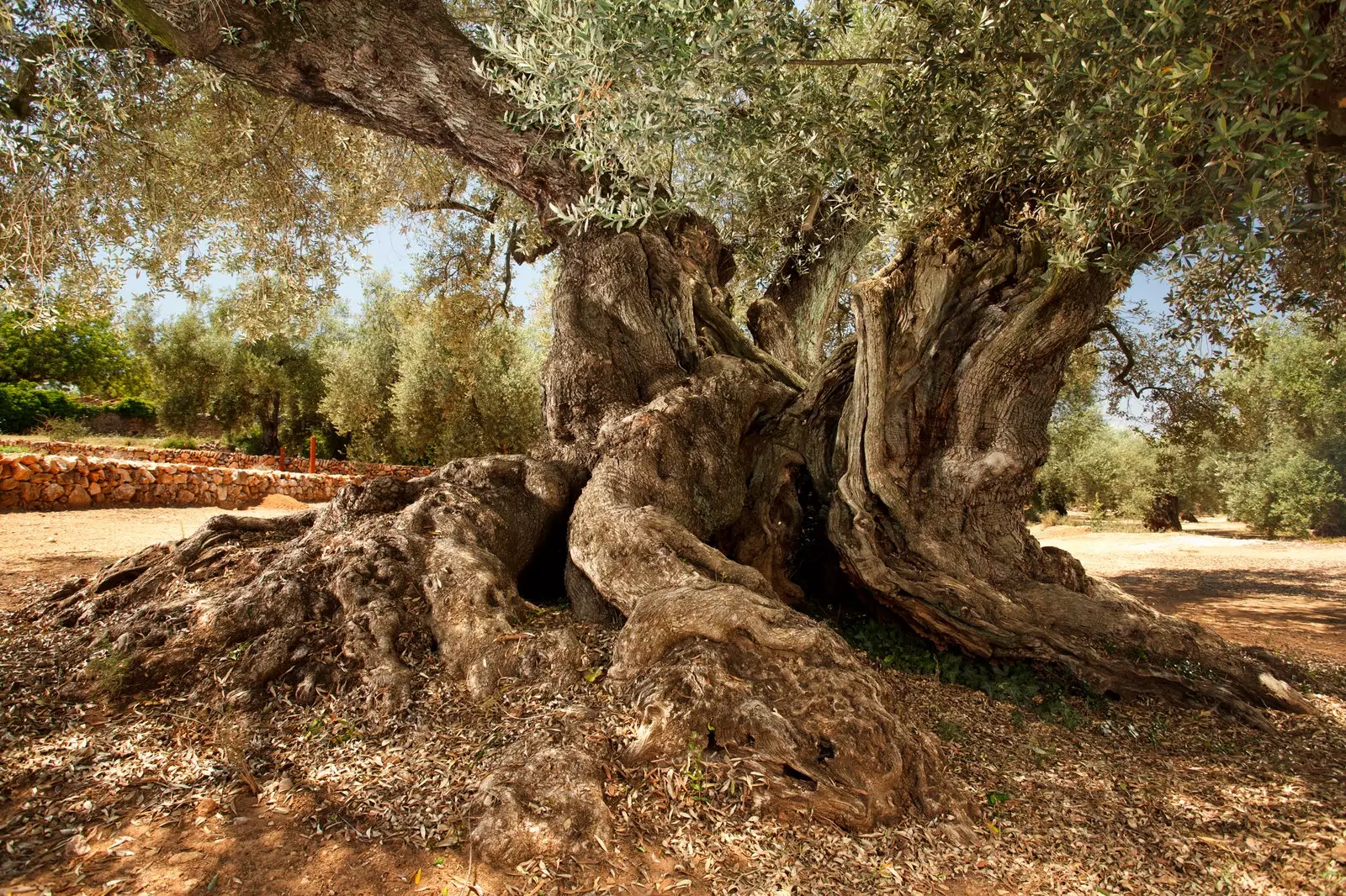 Oliveres mil·lenàries del Territori Sénia