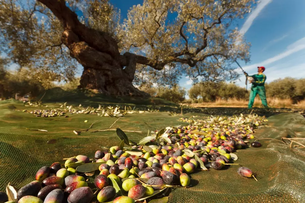 Qədim zeytun ağaclarından EVOO