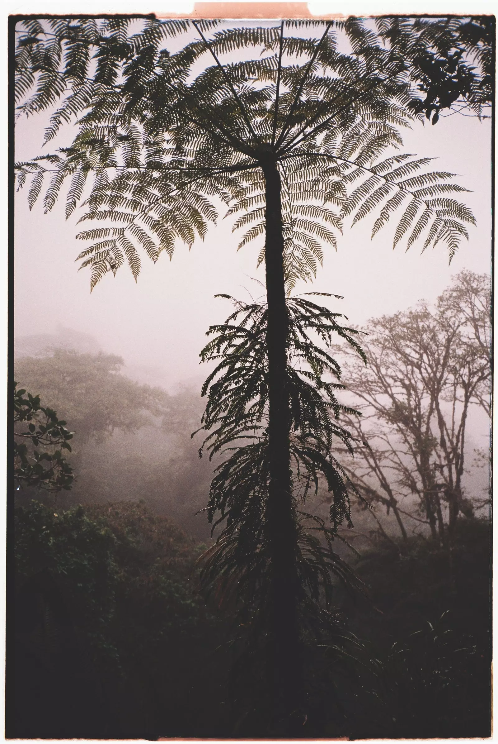 Hutan mendung Monteverde Costa Rica.