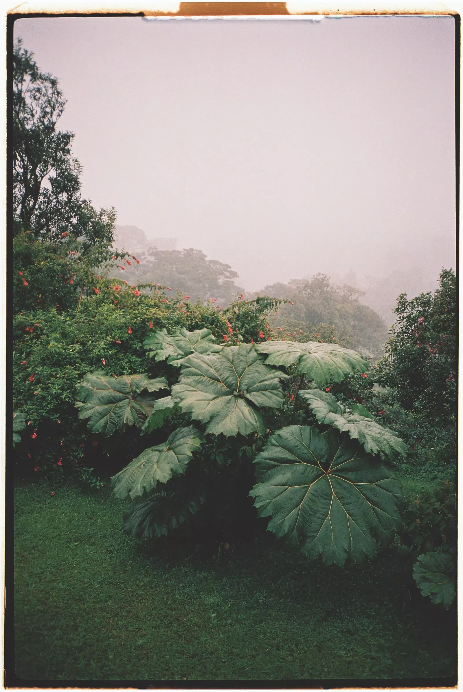 Flora besar di Taman Negara Rincón de la Vieja, Costa Rica.