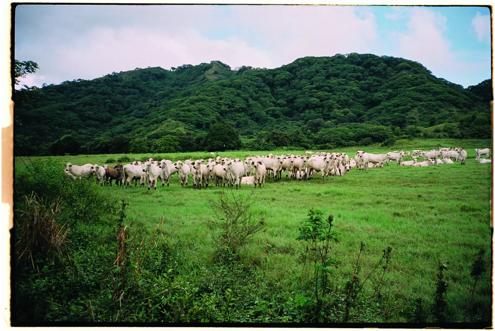 Zöld és gazdag Costa Rica-i legelők.