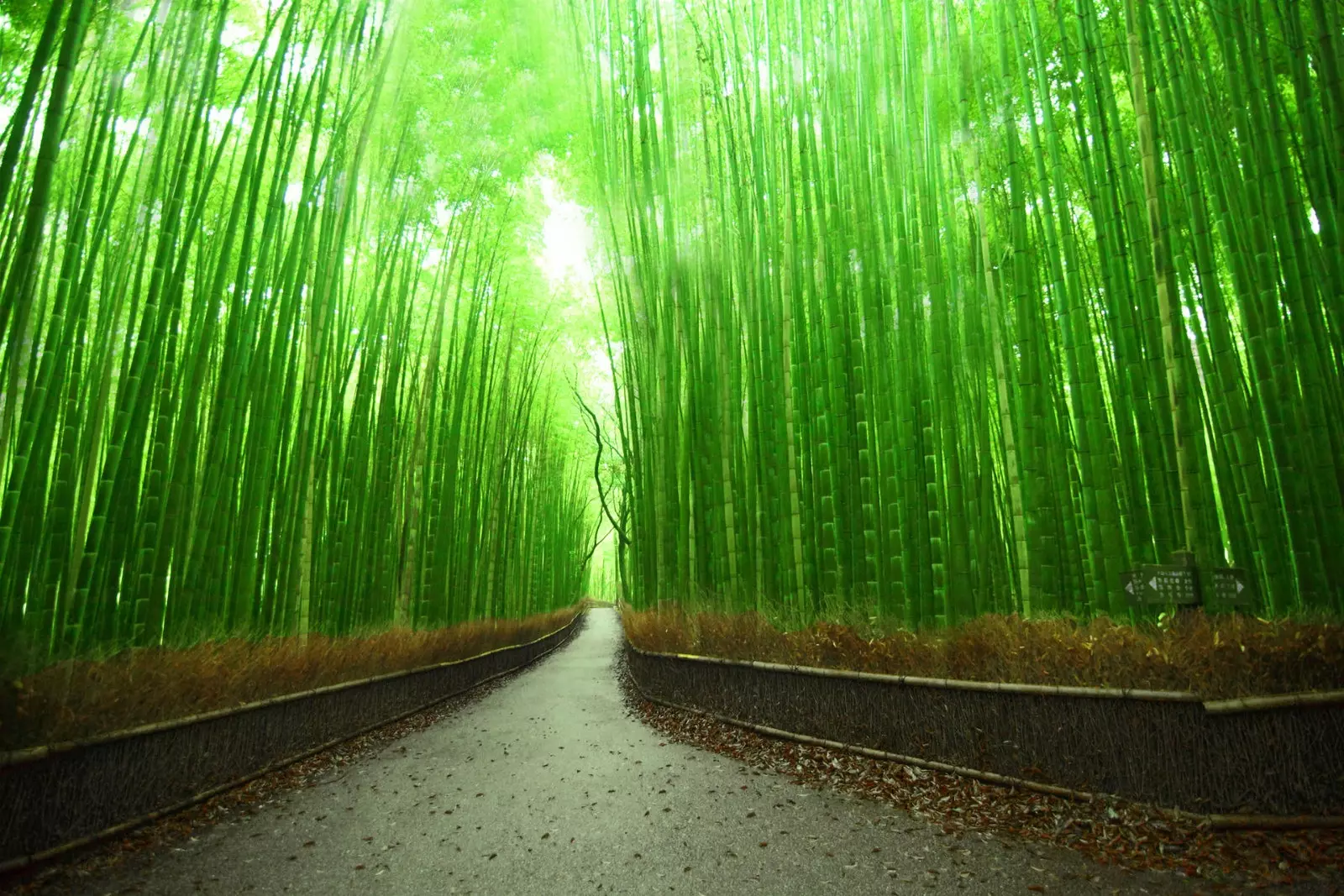 Arashiyama bambusskógurinn er eitt af svæðunum þar sem hann er nú þegar að vinna.