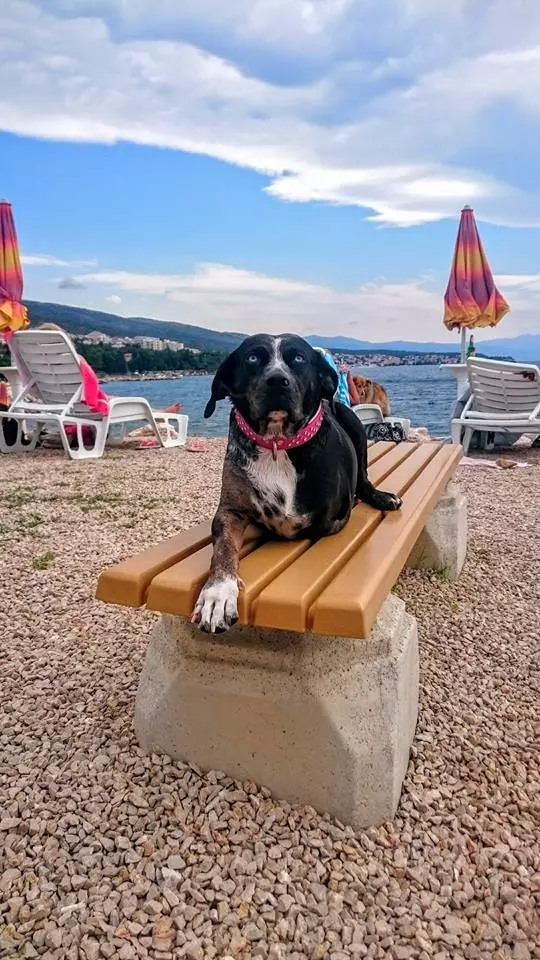 Plage et bar pour chiens de Monty