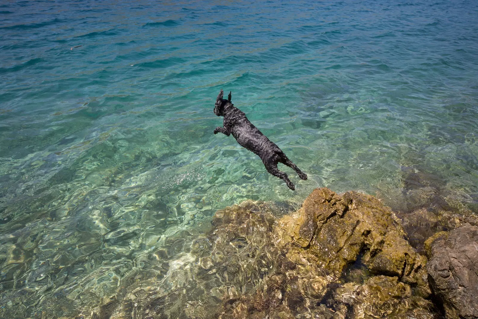 definizione di cane felice