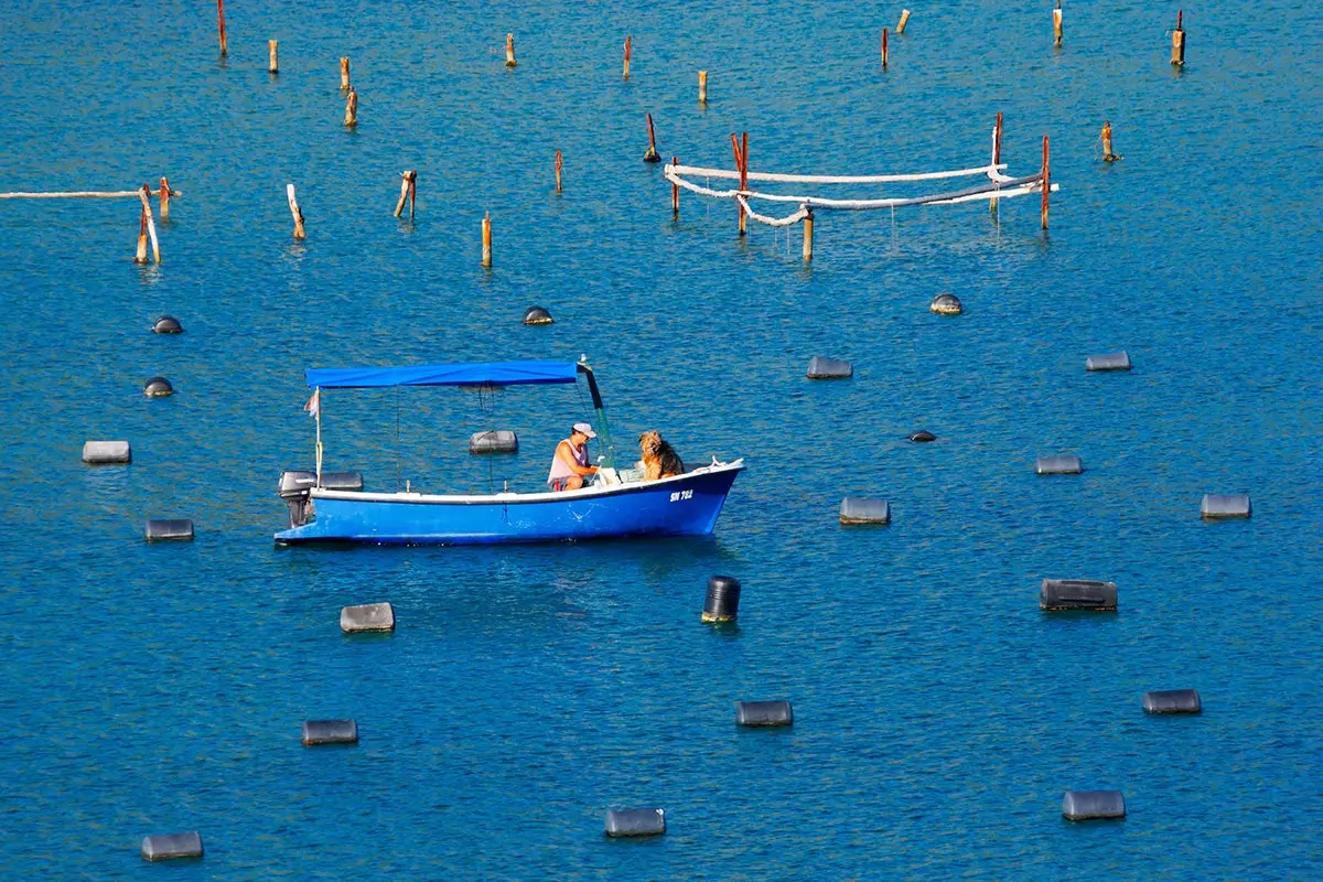 Buone vacanze cane sulla sua barca