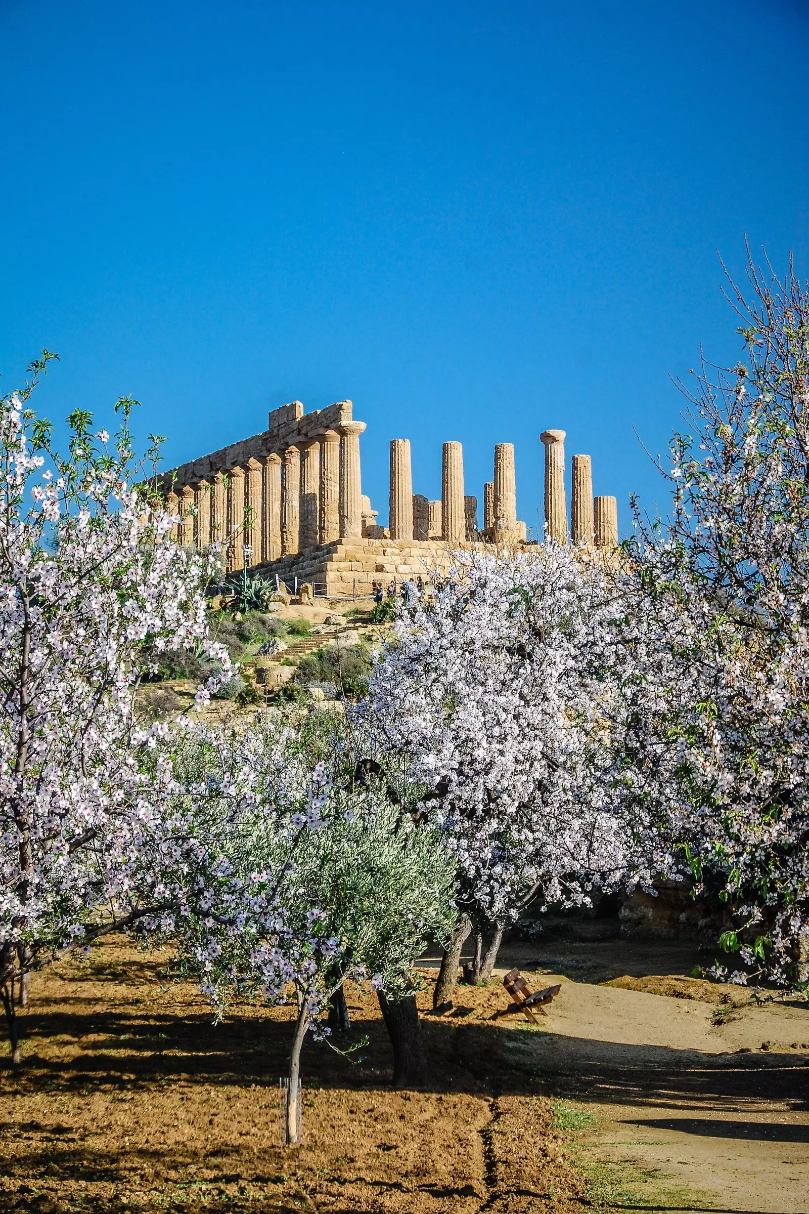 Ruins of an ancient temple next to a grove with white flowers