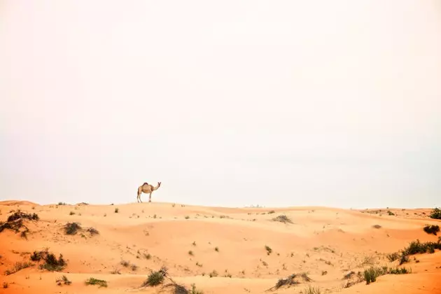 Desertul Dubai cel mai bine cu cămila