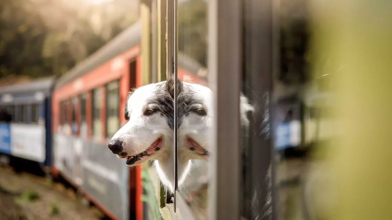 Cuireann Renfe triail phíolótach chun cinn chun taisteal le madraí suas le 40 kg