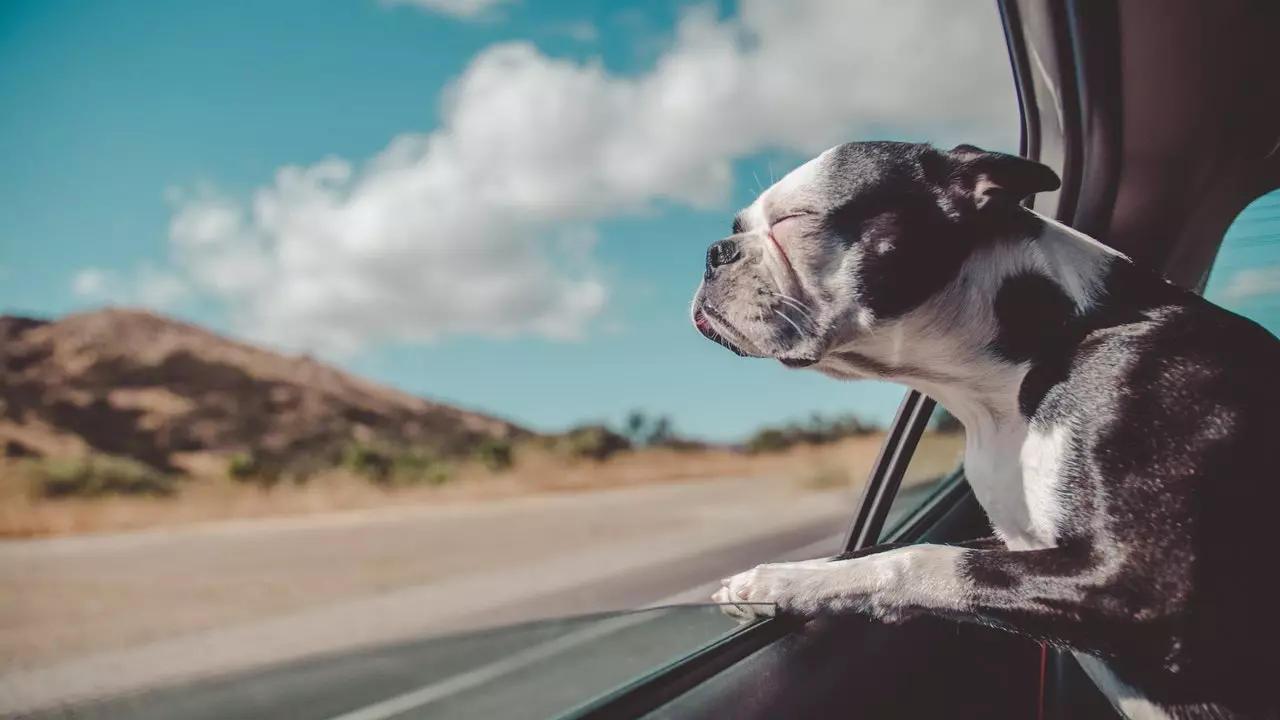 Semua yang anda perlu tahu untuk mengembara dengan anjing dengan kereta