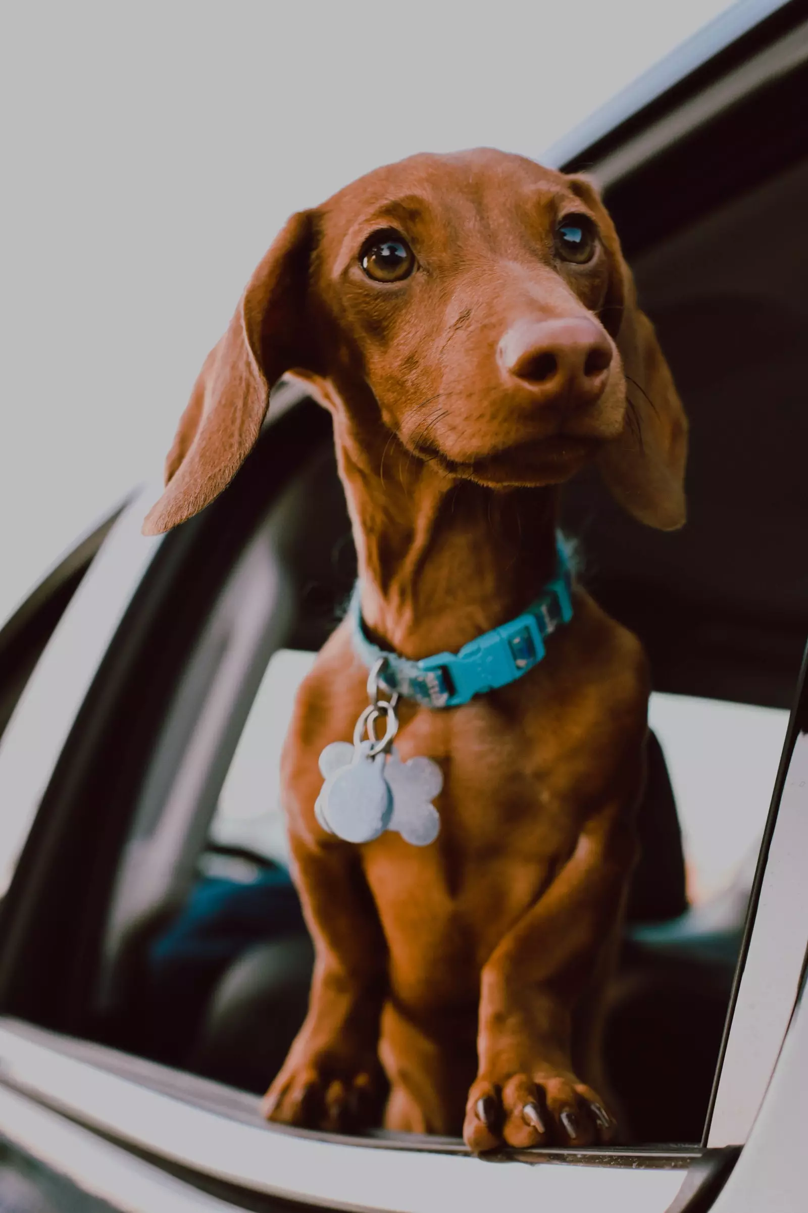 voiture de chien