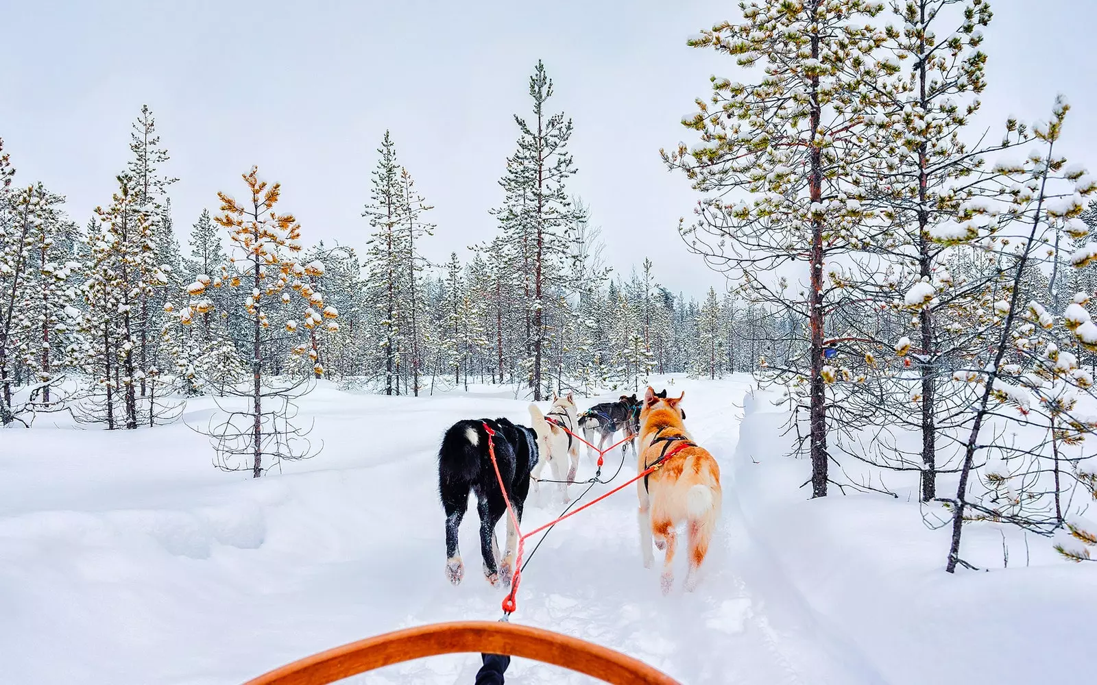 9. Descoperă o fermă pe o sanie trasă de husky