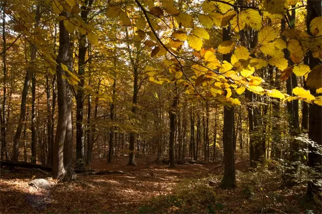 Montsenijs