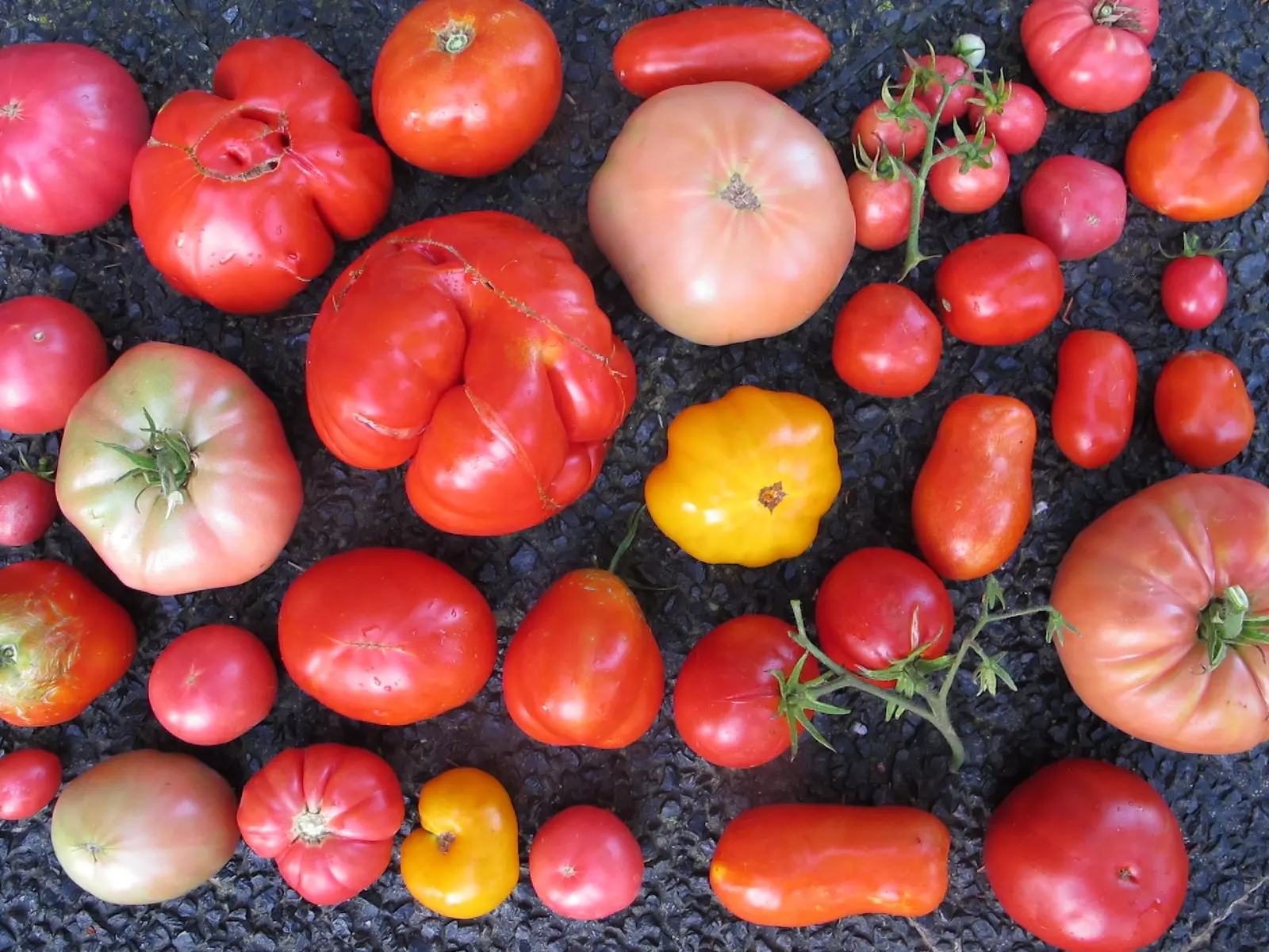 Tomàquets al Centre de Recerca i Tecnologia Alimentària d'Aragó