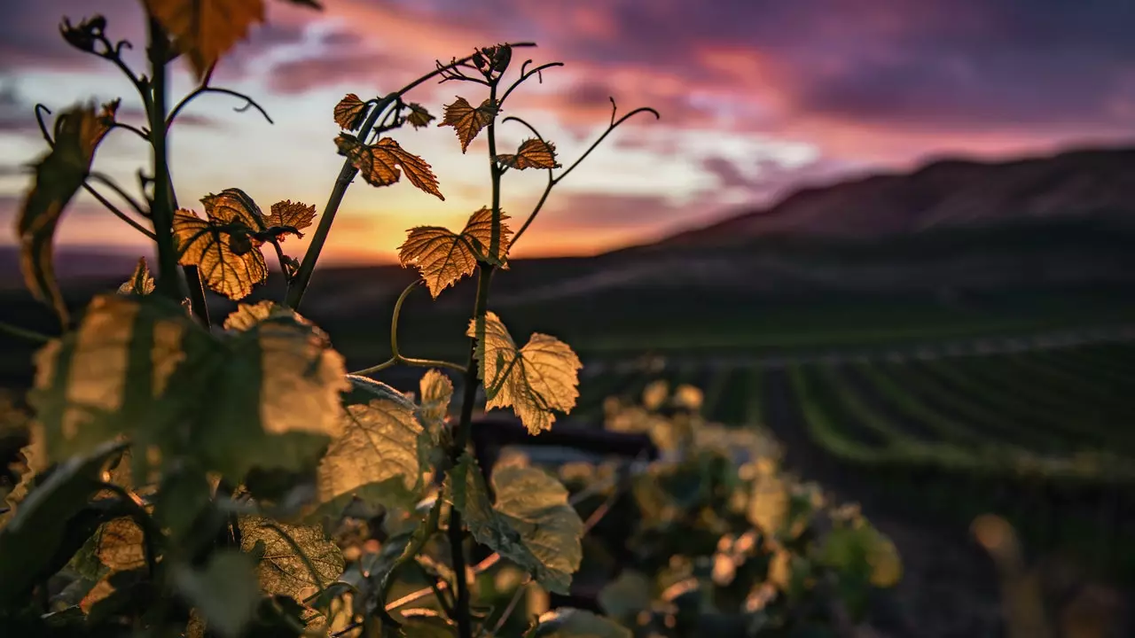 Vins de la memòria, виното како лек против заборавот