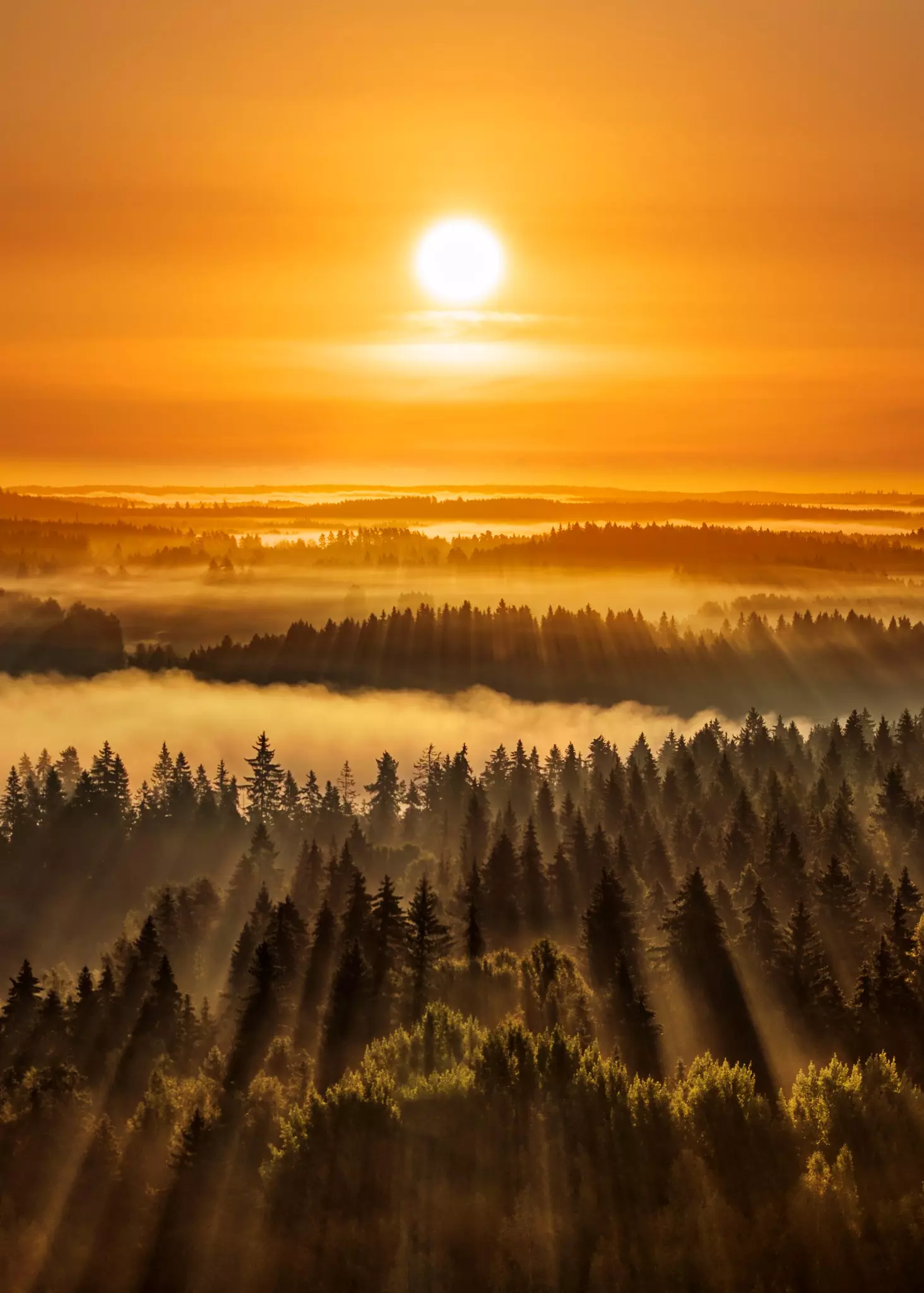 Rrezet e diellit që shkëlqejnë nëpër pemë në një pyll. Vanajaveden laakso. Aulanko Hämeenlinna Finlandë.