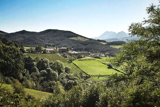 Die Weinberge sind ein Schlüsselfaktor für die Wiederauferstehung von Txakoli