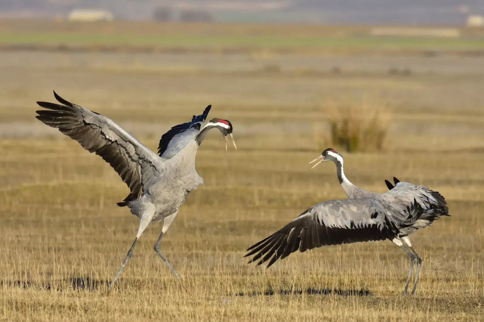 Il-laguna Gallocanta hija biss nofs siegħa mill-lukanda El Molino