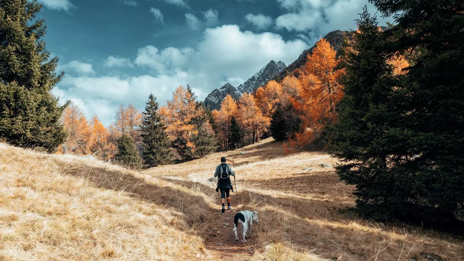 Retiros caninos para desfrutar como nunca antes com seu cão