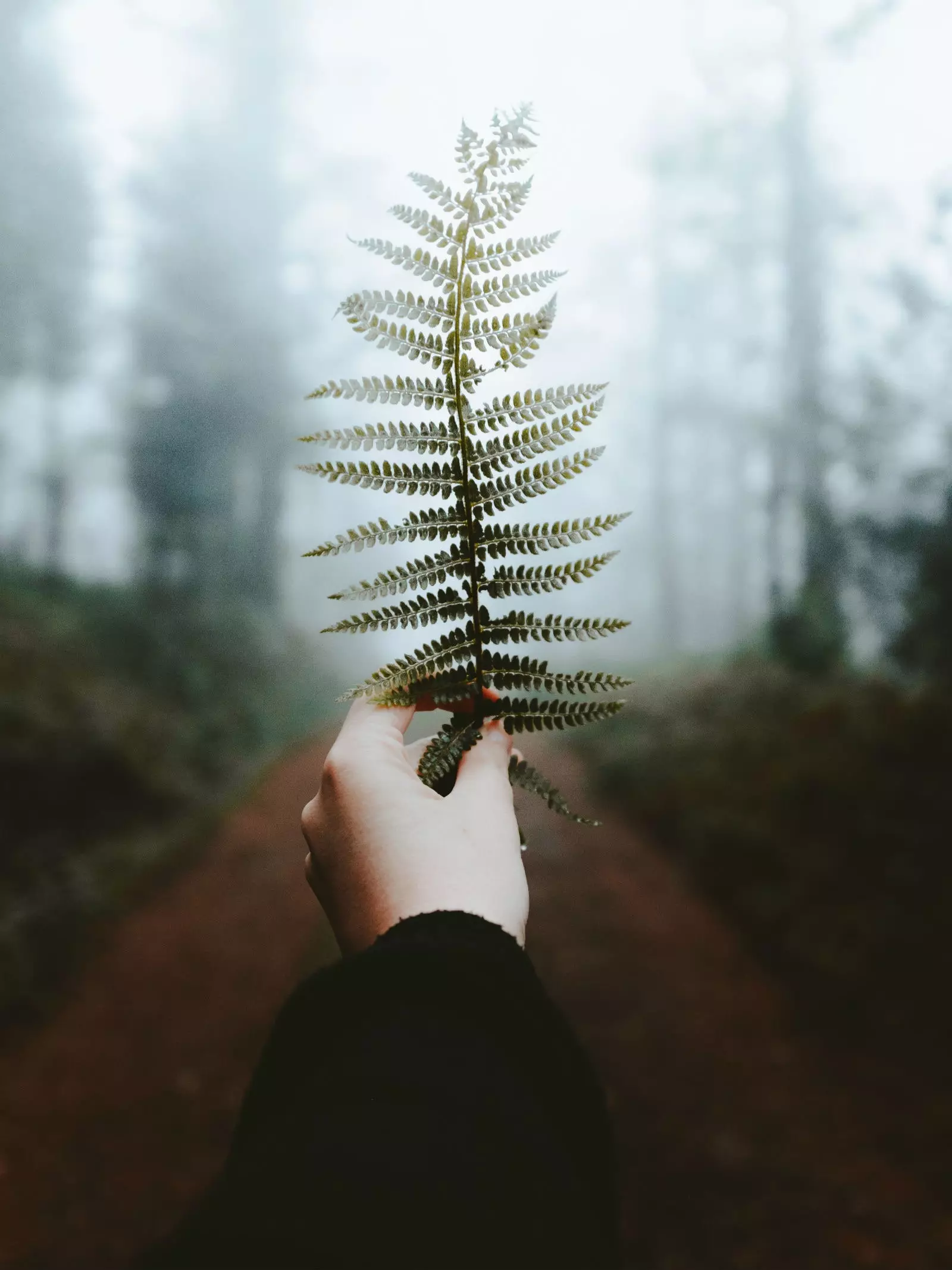 Le brouillard est toujours le protagoniste.