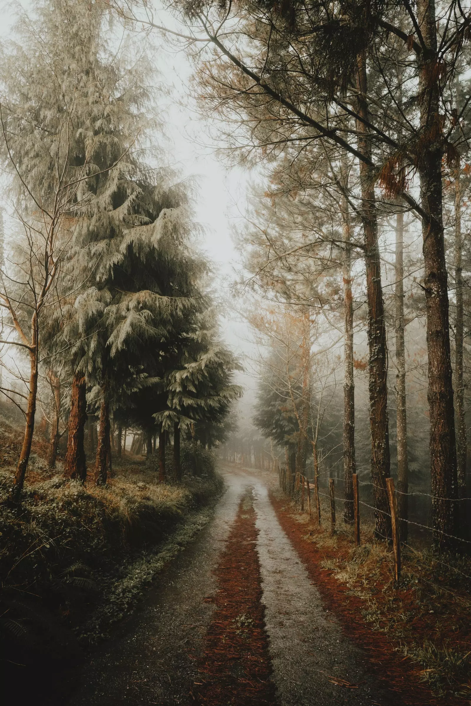 Gorbea və Urkiola Təbiət Parkı mükəmməl mühit olmuşdur.