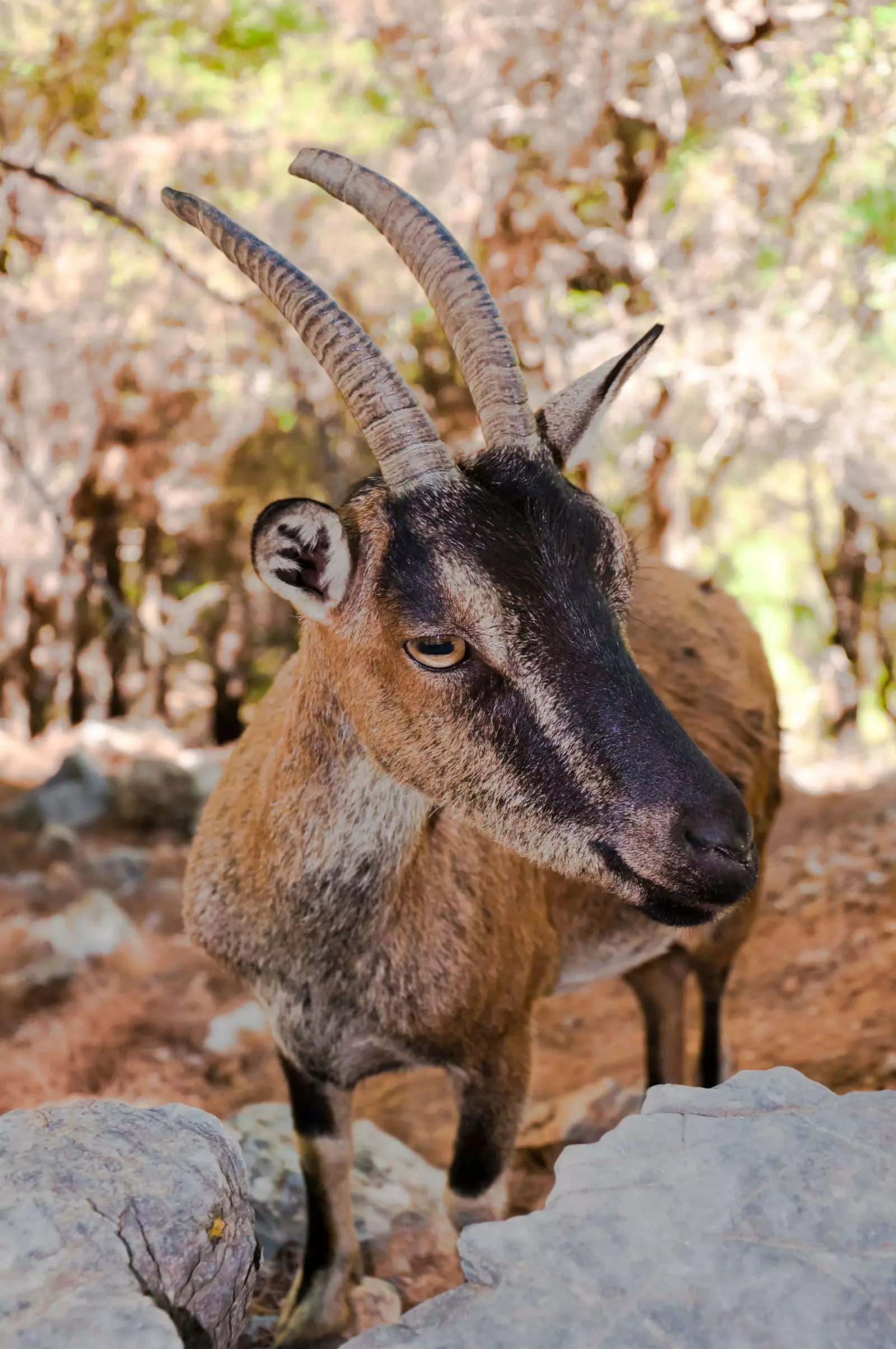 Cabras protegidas agrimi e krikri.