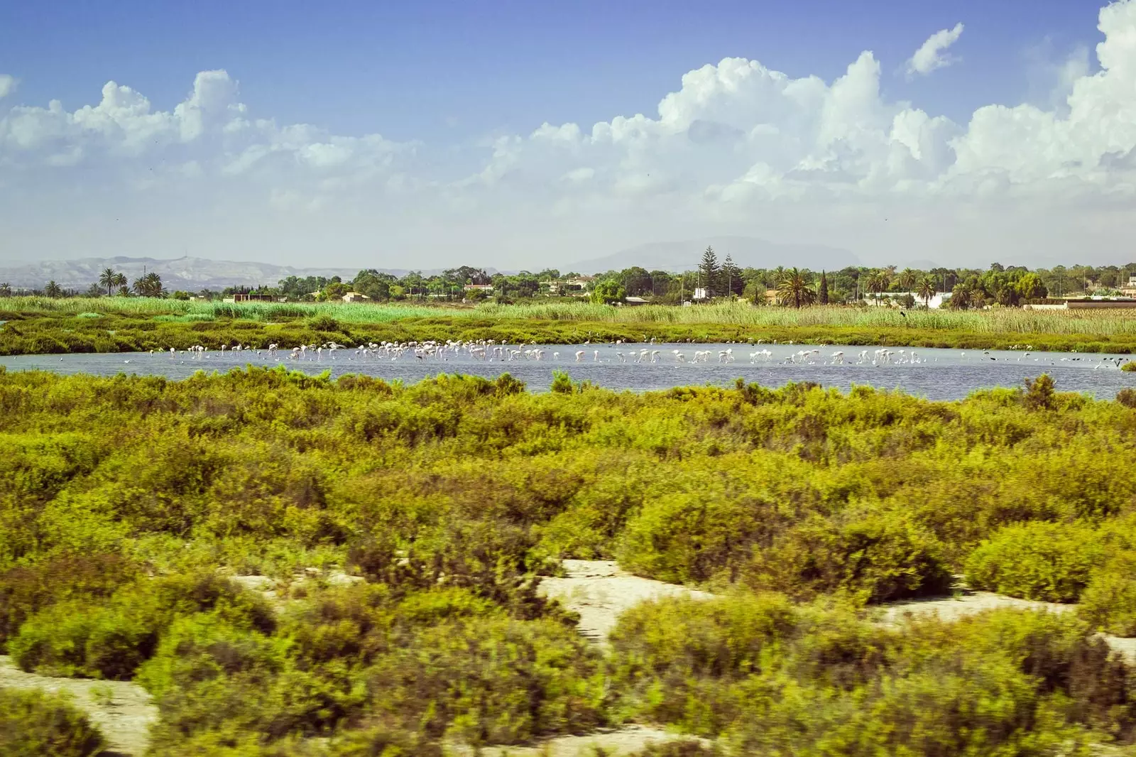 Chim hồng hạc trong đầm phá màu hồng ở Torrevieja