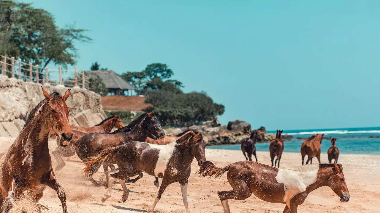 Në lëvizjen e kuajve Sumba