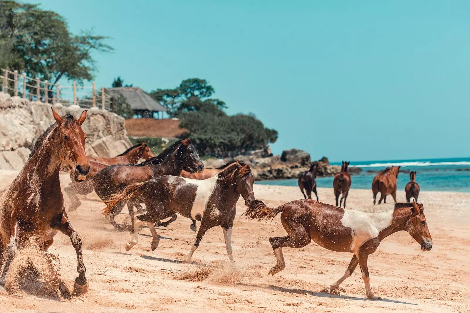 Farasi wakati wa safari yao ya kila siku kwenye ufuo wa Nihiwatu