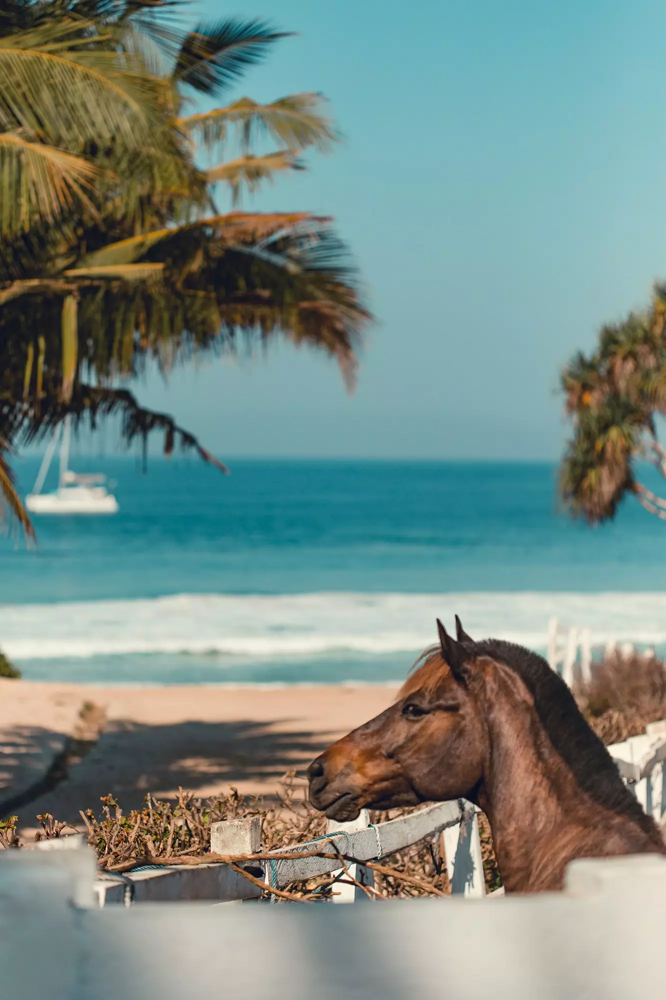 Kuda di Kandang Cendana Nihi Sumba