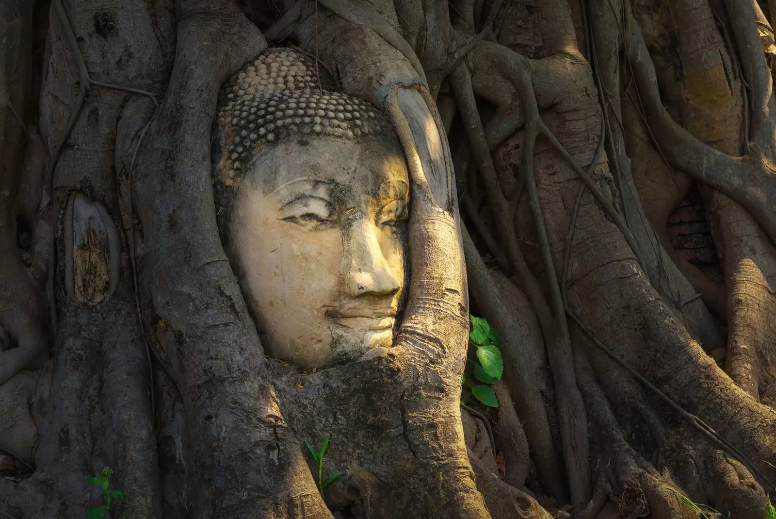 Gå blandt grenene ved Wat Phra Mahathat