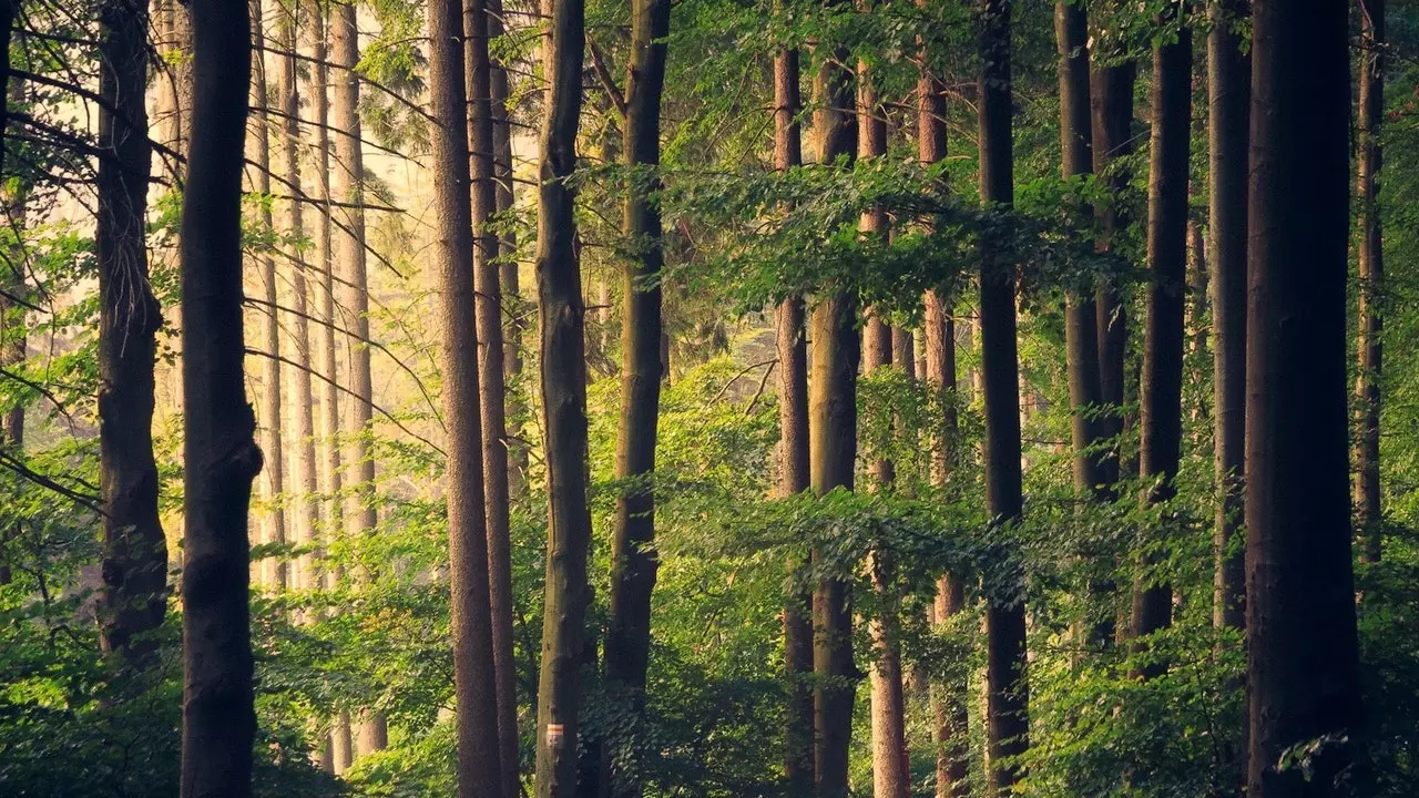 Fantastic Forest começa, um festival de aprendizado pessoal que inspirará uma mudança em sua vida