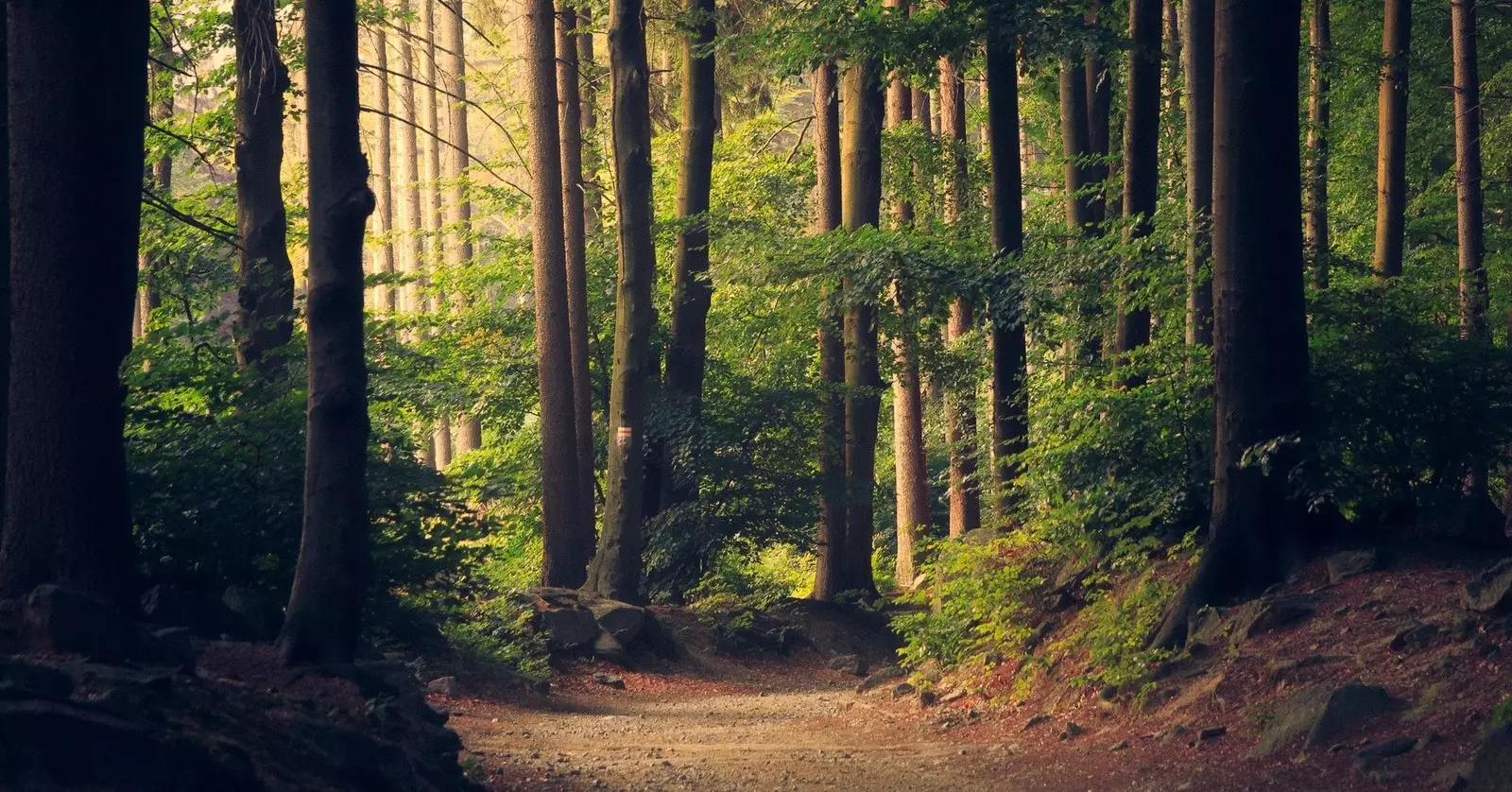 L'écologie de l'être aux soins de la planète est la mission de Fantastic Forest.